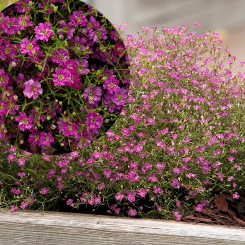 Gypsophila muralis 'Gypsy Deep Rose' - Müür-kipslill 'Gypsy Deep Rose' P9/0,55L